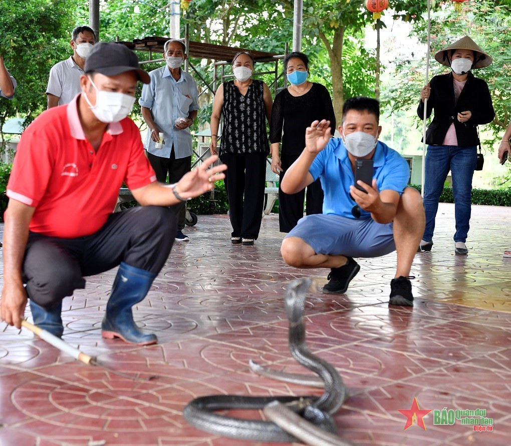 Dưới bàn tay chăm sóc của anh Viên, những loài rắn cực độc trở nên... rất dễ gần.