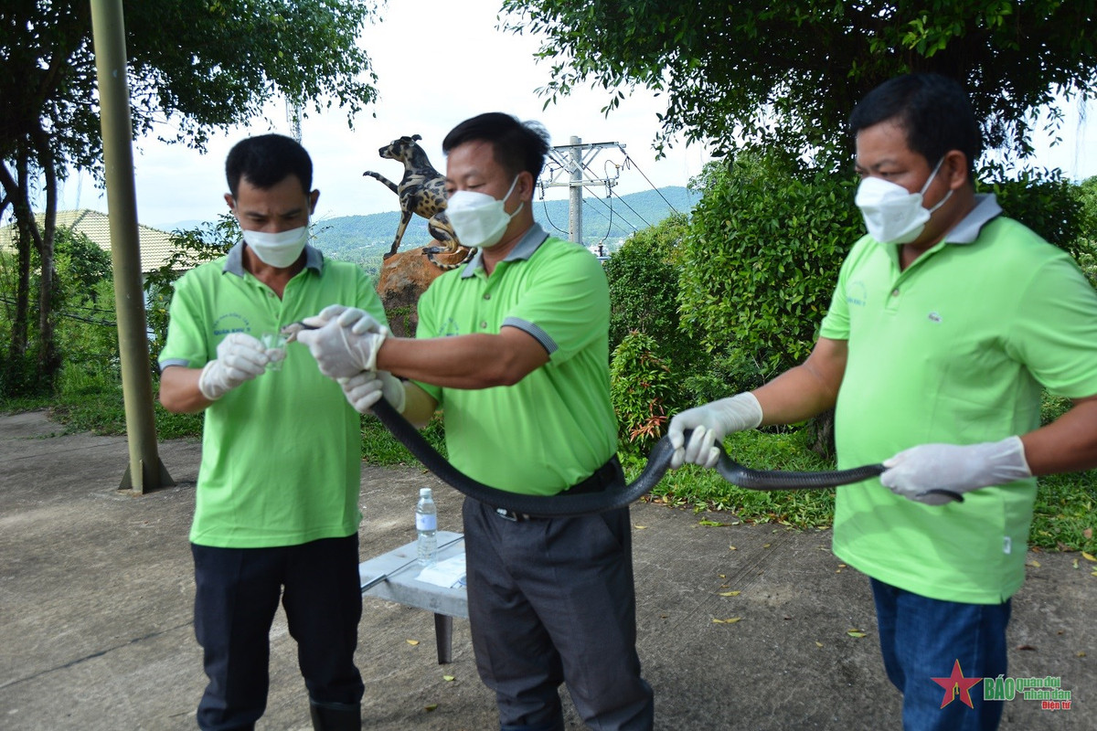 Nhân viên Trại rắn Đồng Tâm cơ sở 2 ( TP Phú Quốc, tỉnh Kiên Giang) lấy nọc rắn để chế biến thành huyết thanh kháng trị bệnh.