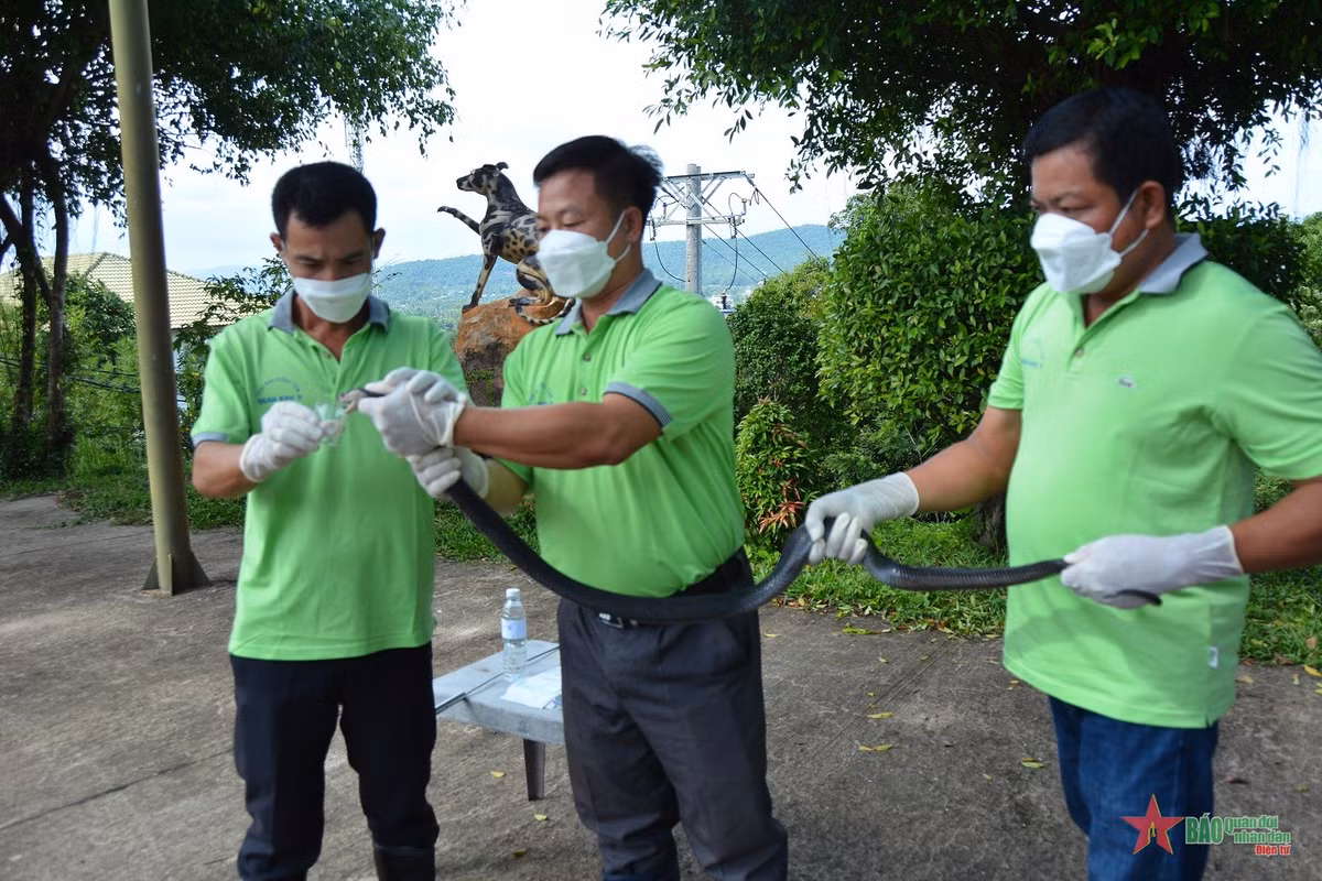 Nhân viên Trại rắn Đồng Tâm cơ sở 2 ( TP Phú Quốc, tỉnh Kiên Giang) lấy nọc rắn để chế biến thành huyết thanh kháng trị bệnh.