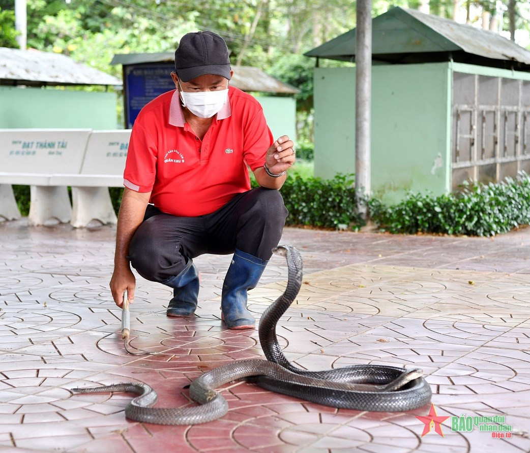 Hơn 20 năm trong nghề, Thiếu tá QNCN Nguyễn Hữu Viên, Đội trưởng Đội Nuôi trồng dược liệu luôn xem rắn như là "người bạn".