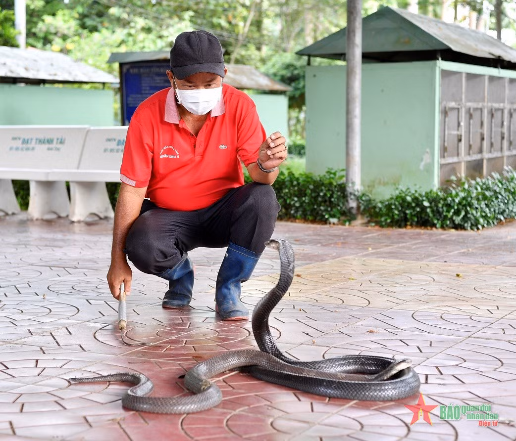 Hơn 20 năm trong nghề, Thiếu tá QNCN Nguyễn Hữu Viên, Đội trưởng Đội Nuôi trồng dược liệu luôn xem rắn như là "người bạn".