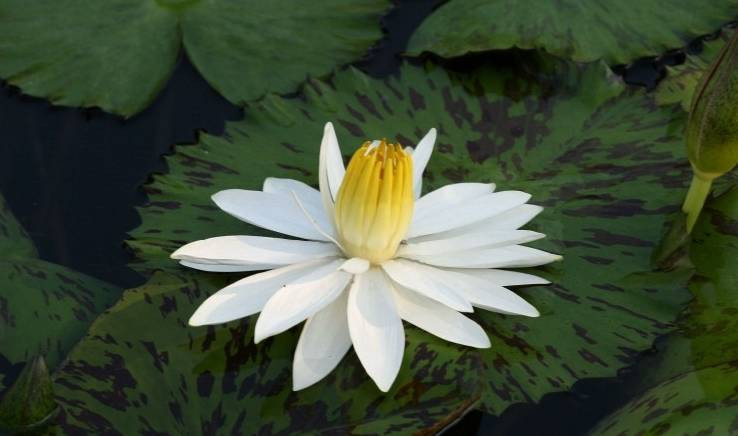 Trẻ sinh vào tháng Âm lịch này có sức chịu đựng dẻo dai, có thể thích nghi với hoàn cảnh. Dù xuất thân trong gia đình không mấy giàu có, trẻ vẫn không ngừng vươn lên trong cuộc sống.