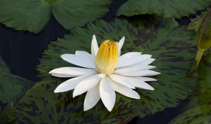 Trẻ sinh vào tháng Âm lịch này có sức chịu đựng dẻo dai, có thể thích nghi với hoàn cảnh. Dù xuất thân trong gia đình không mấy giàu có, trẻ vẫn không ngừng vươn lên trong cuộc sống.