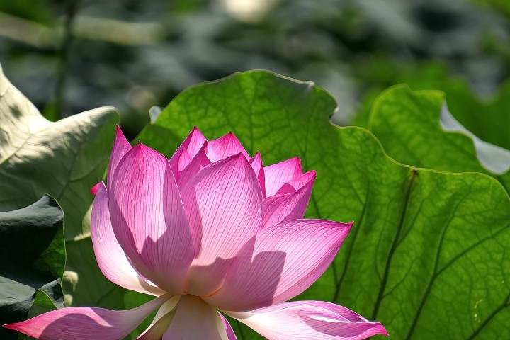 Cha mẹ có con sinh tháng Âm lịch này thường thành đạt trong công việc, tích lũy được của cải. Không những thế, trẻ sinh vào tháng 3 Âm lịch thường ngoan ngoãn, hiếu thuận, không làm điều gì khiến cha mẹ phải lo lắng, giúp cha mẹ bớt đi nhiều gánh nặng.