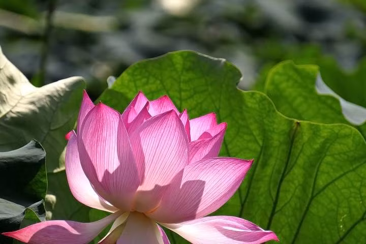 Cha mẹ có con sinh tháng Âm lịch này thường thành đạt trong công việc, tích lũy được của cải. Không những thế, trẻ sinh vào tháng 3 Âm lịch thường ngoan ngoãn, hiếu thuận, không làm điều gì khiến cha mẹ phải lo lắng, giúp cha mẹ bớt đi nhiều gánh nặng.