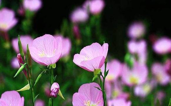 Họ là niềm tự hào của cha mẹ từ khi còn nhỏ và là một trong những học sinh xuất sắc nhất trong lớp. Dù gia đình trước kia có khó khăn nhưng từ khi trẻ sinh vào tháng 12 Âm lịch ra đời, vận thế sẽ dần khởi sắc.