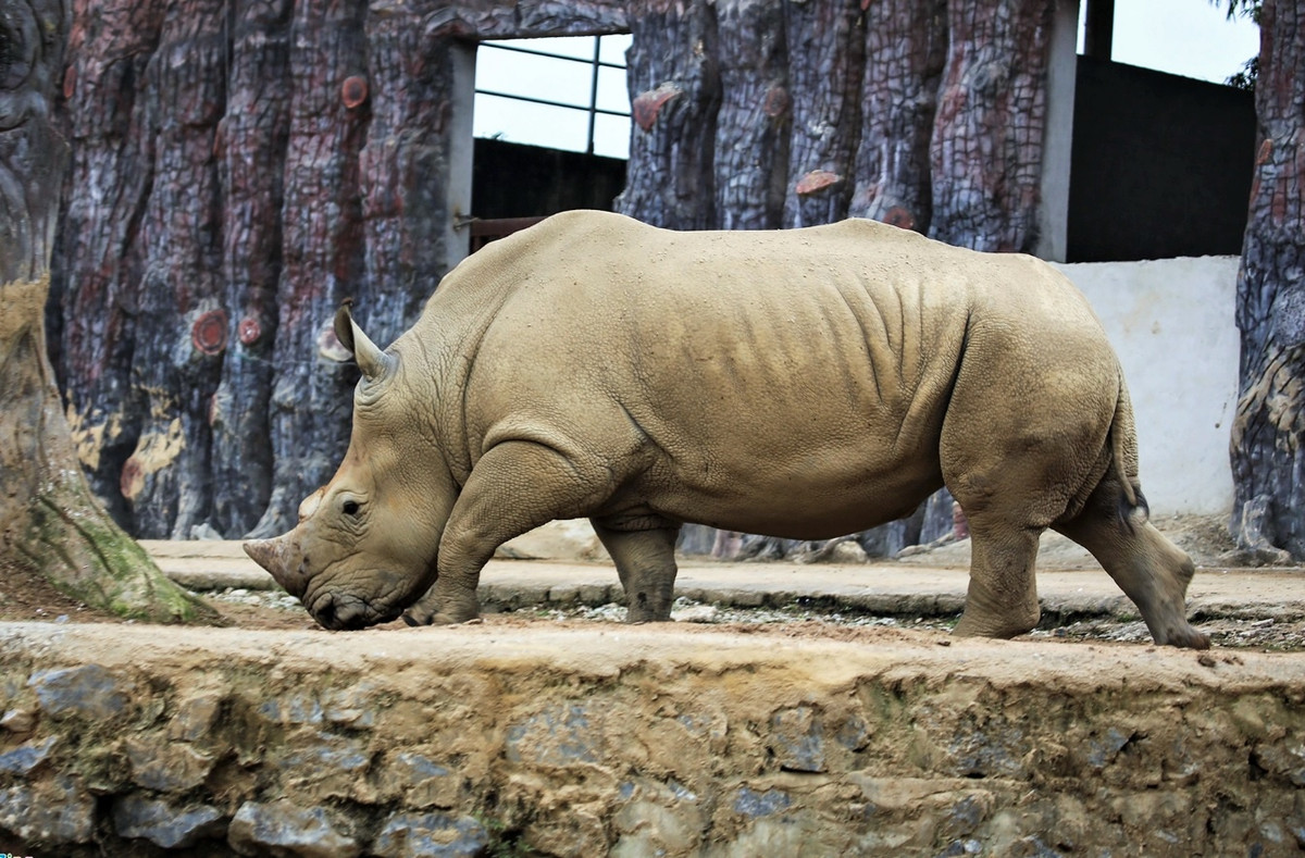 Xac 6 con te giac chet bat thuong duoc xu ly the nao-Hinh-2