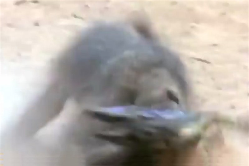 Video: Con bị bắt, khỉ đầu chó liều mình chiến đấu với cá sấu Video: Con bi bat, khi dau cho lieu minh chien dau voi ca sau