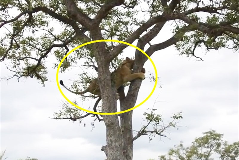 Video: Thua đàn linh cẩu, sư tử phải leo cây lánh nạn Video: Thua dan linh cau, su tu phai leo cay lanh nan