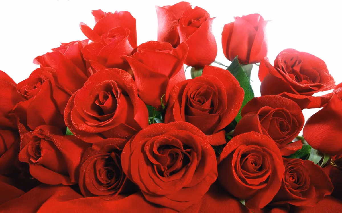 4. Hoa hồng đỏ là loài hoa yêu thích của Thần Vệ Nữ - nữ thần tình yêu và sắc đẹp của người La Mã.