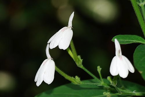 Chua hac lao hieu qua bang cay bach hac