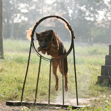 Sở dĩ chúng có biệt danh như vậy vì được huấn luyện theo chương trình đặc biệt để có thể phát hiện, tấn công địch và các loại tội phạm nguy hiểm; trực tiếp tham gia tuần tra biên giới, tìm kiếm, cứu nạn; hỗ trợ công tác điều tra hình sự, góp phần tích cực đấu tranh với các loại tội phạm... Trong ảnh, những "vũ khí sống" vượt qua vòng lửa.