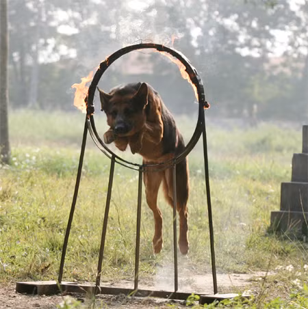 Sở dĩ chúng có biệt danh như vậy vì được huấn luyện theo chương trình đặc biệt để có thể phát hiện, tấn công địch và các loại tội phạm nguy hiểm; trực tiếp tham gia tuần tra biên giới, tìm kiếm, cứu nạn; hỗ trợ công tác điều tra hình sự, góp phần tích cực đấu tranh với các loại tội phạm... Trong ảnh, những "vũ khí sống" vượt qua vòng lửa.