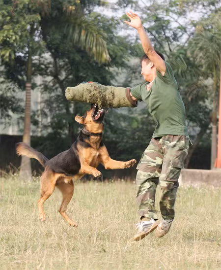 “Vũ khí sống” kiên quyết tấn công “địch”.