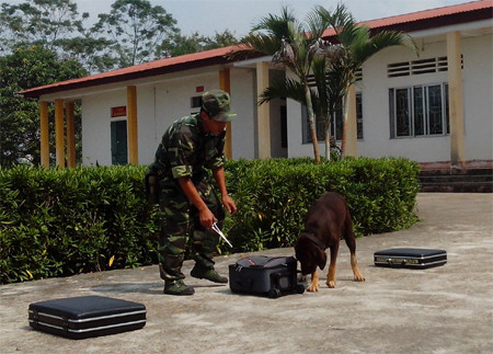 Huấn luyện chó nghiệp vụ phát hiện ma túy.