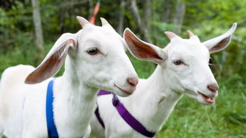 Những nỗ lực của họ sẽ được đền đáp, đặc biệt là về mặt tài chính, khi có những bất ngờ không ngờ tới. Cho dù là thu nhập thường xuyên hay thu nhập thêm. Điều này là minh chứng thành công, giúp họ cải thiện đáng kể chất lượng cuộc sống. 