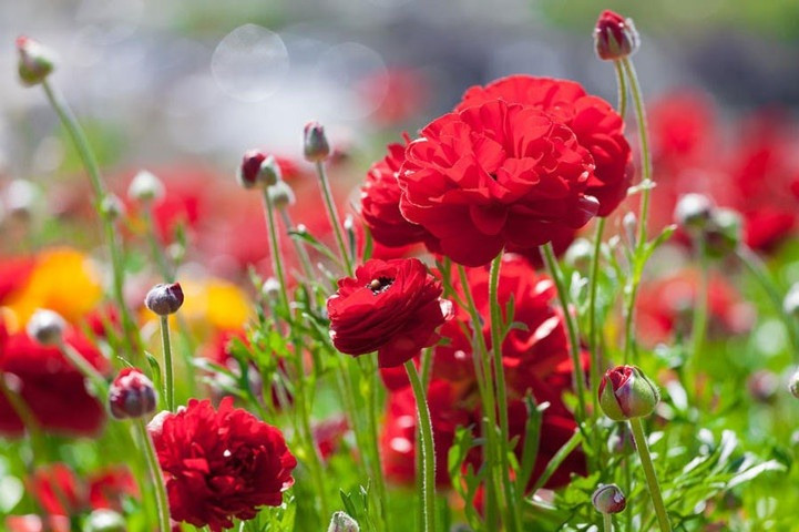 Sinh vào 4 ngày Âm lịch này, cuối tháng 3 cầu được ước thấy - Hình 2 Sinh vao 4 ngay Am lich nay, cuoi thang 3 cau duoc uoc thay-Hinh-2