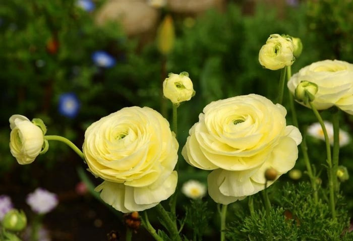 Sinh vào 4 ngày Âm lịch này, cuối tháng 3 cầu được ước thấy - Hình 3 Sinh vao 4 ngay Am lich nay, cuoi thang 3 cau duoc uoc thay-Hinh-3