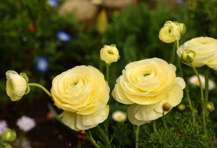 Sinh vao 4 ngay Am lich nay, cuoi thang 3 cau duoc uoc thay-Hinh-3