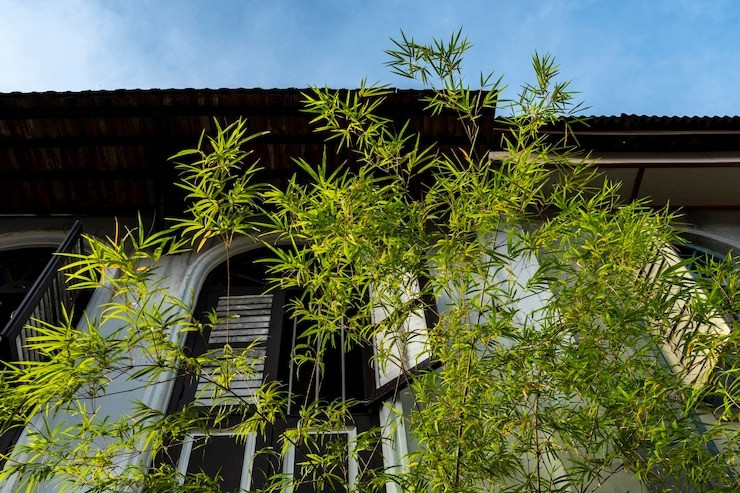 Nha co 3 am sinh nguoi cao quy, 3 cay con chau giau sang-Hinh-6