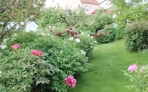  Hoa mẫu đơn là một loại cây có sức sống đặc biệt mạnh mẽ. Nếu được chăm sóc đúng cách, nó có thể đồng hành cùng bạn trong nhiều thập kỷ và phát triển thành một cây mẫu đơn già nua.