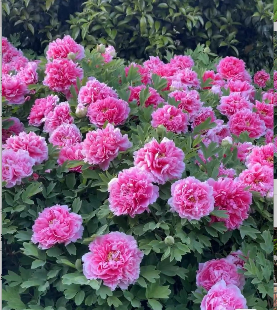  Vì mang ý nghĩa là phồn vinh thịnh vượng nên hoa mẫu đơn được sử dụng trưng trong nhà với mong muốn loài cây này mang lại giàu sang cho gia chủ. Đây cũng là loài hoa tượng trưng cho sự cao quý và cát tường.