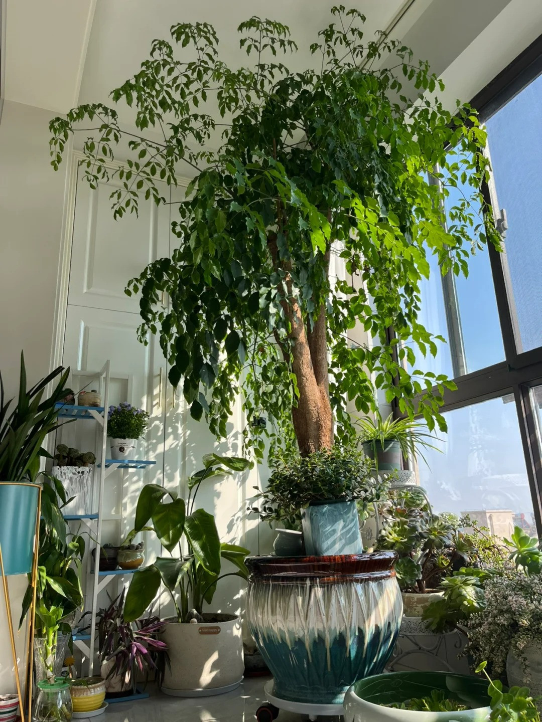  Cây cảnh này có ý nghĩa phong thủy là giúp gia đình hòa thuận, hạnh phúc, tài lộc ngày càng vượng. Vì khi gia đình hòa thuận thì chúng ta gặp được may mắn, yên tổn mà kiếm tiền, giúp công việc phát đạt, lộc lá dồi dào. Gia đình lục đục, đau đầu thì khó mà minh mẫn để làm ăn.