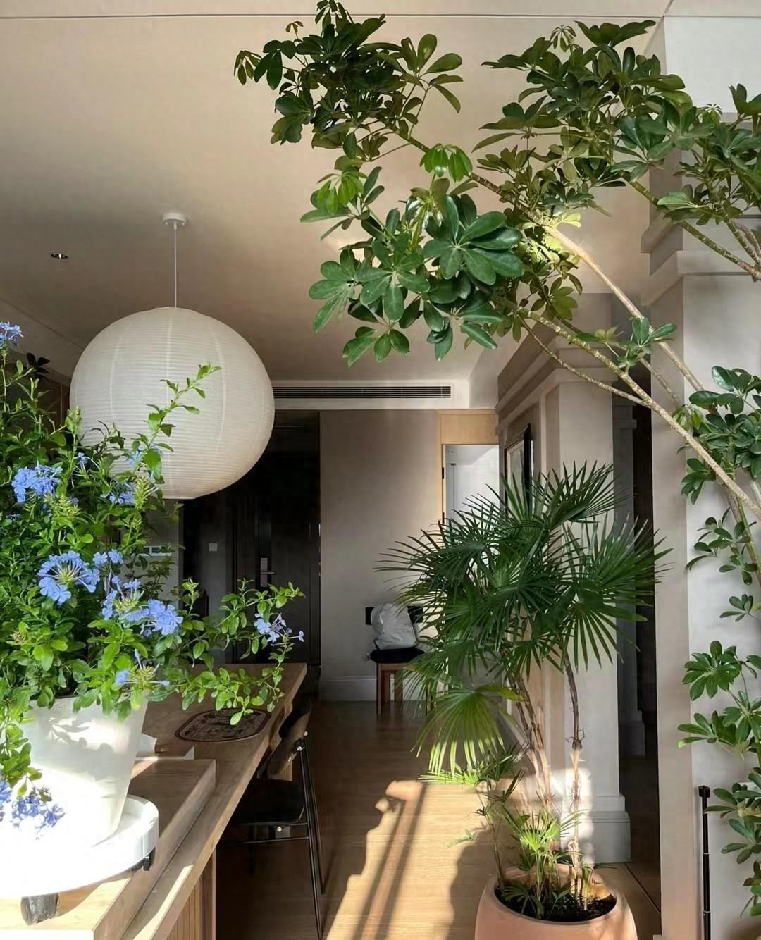  Ở một số nơi còn gọi cây cảnh này là cây tiền, có nghĩa là thu hút tiền tài, của cải. Lá xanh của cây tượng trưng cho sự giàu có và sức sống, có thể mang lại sự giàu có và may mắn cho gia đình.