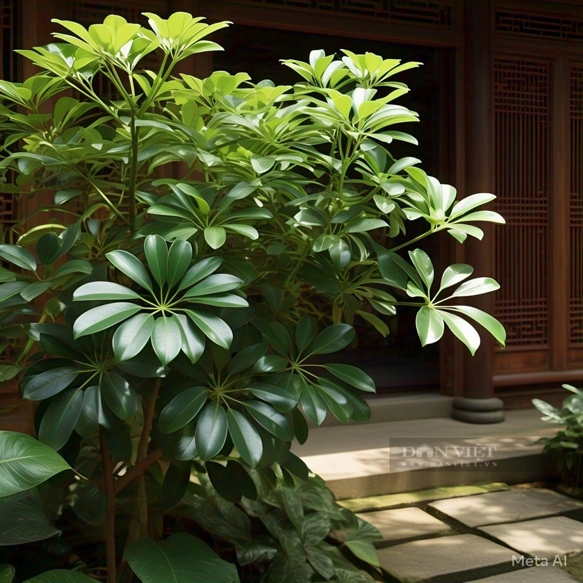 Ngũ gia bì có loại cây lớn (Schefflera actinophylla) có lá dài, bóng, hình bầu dục màu xanh lá cây rủ xuống duyên dáng từ một thân cây trung tâm, giống như một chiếc ô và cây ngũ gia bì lùn (Schefflera arboricola), có lá nhỏ hơn, bóng, đôi khi lá có màu kem hoặc màu vàng.