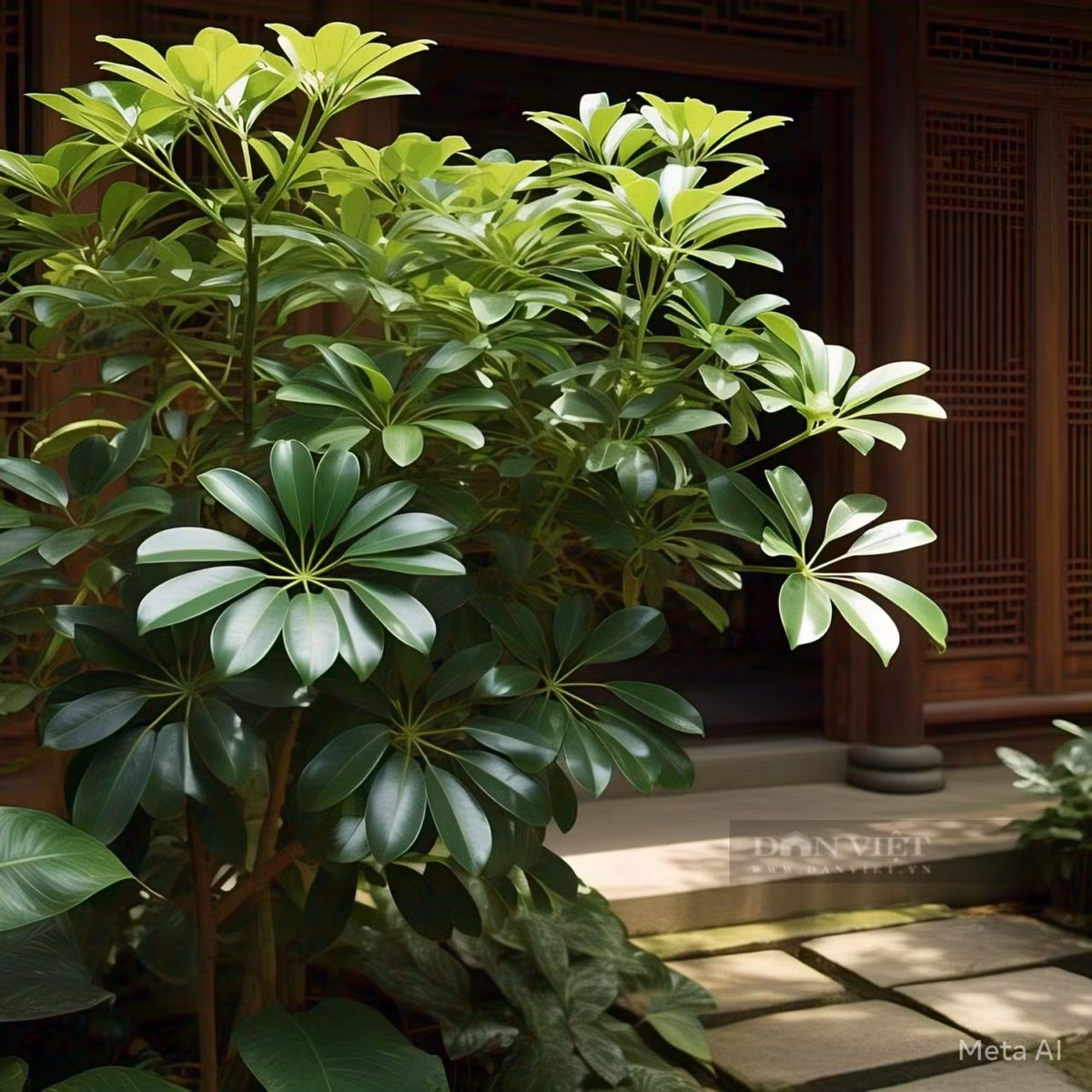 Ngũ gia bì có loại cây lớn (Schefflera actinophylla) có lá dài, bóng, hình bầu dục màu xanh lá cây rủ xuống duyên dáng từ một thân cây trung tâm, giống như một chiếc ô và cây ngũ gia bì lùn (Schefflera arboricola), có lá nhỏ hơn, bóng, đôi khi lá có màu kem hoặc màu vàng.