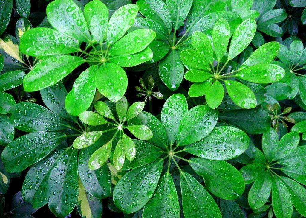 Cây cảnh này có vẻ ngoài không quá nổi bật nhưng lại được nhiều người lựa chọn là cây cảnh đặt trong nhà. Chúng xanh mướt quanh năm, có thể làm sáng bừng tâm trạng của bạn cũng như trả cho bạn bầu không khí trong lành. Nếu mọi người hy vọng năm Ất Tỵ sẽ bình an, suôn sẻ thì nên chọn cây cảnh "ngũ gia bì" này trồng trong nhà. 