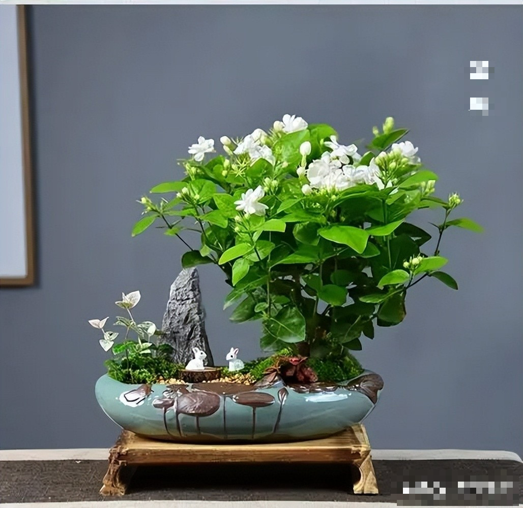 2. Cây hoa nhài, nguyệt quế: Khi bước vào một ngôi nhà tràn ngập hương thơm thoang thoảng của hoa, tâm trạng của bạn sẽ ngay lập tức trở nên vui vẻ. Hoa nhài và hoa nguyệt quế sẽ là lựa chọn đầu bảng cho bạn. Mặc dù hoa của chúng nhỏ, nhưng chúng có mùi thơm nồng và có thể ngay lập tức làm tăng sự ấm áp của ngôi nhà. 