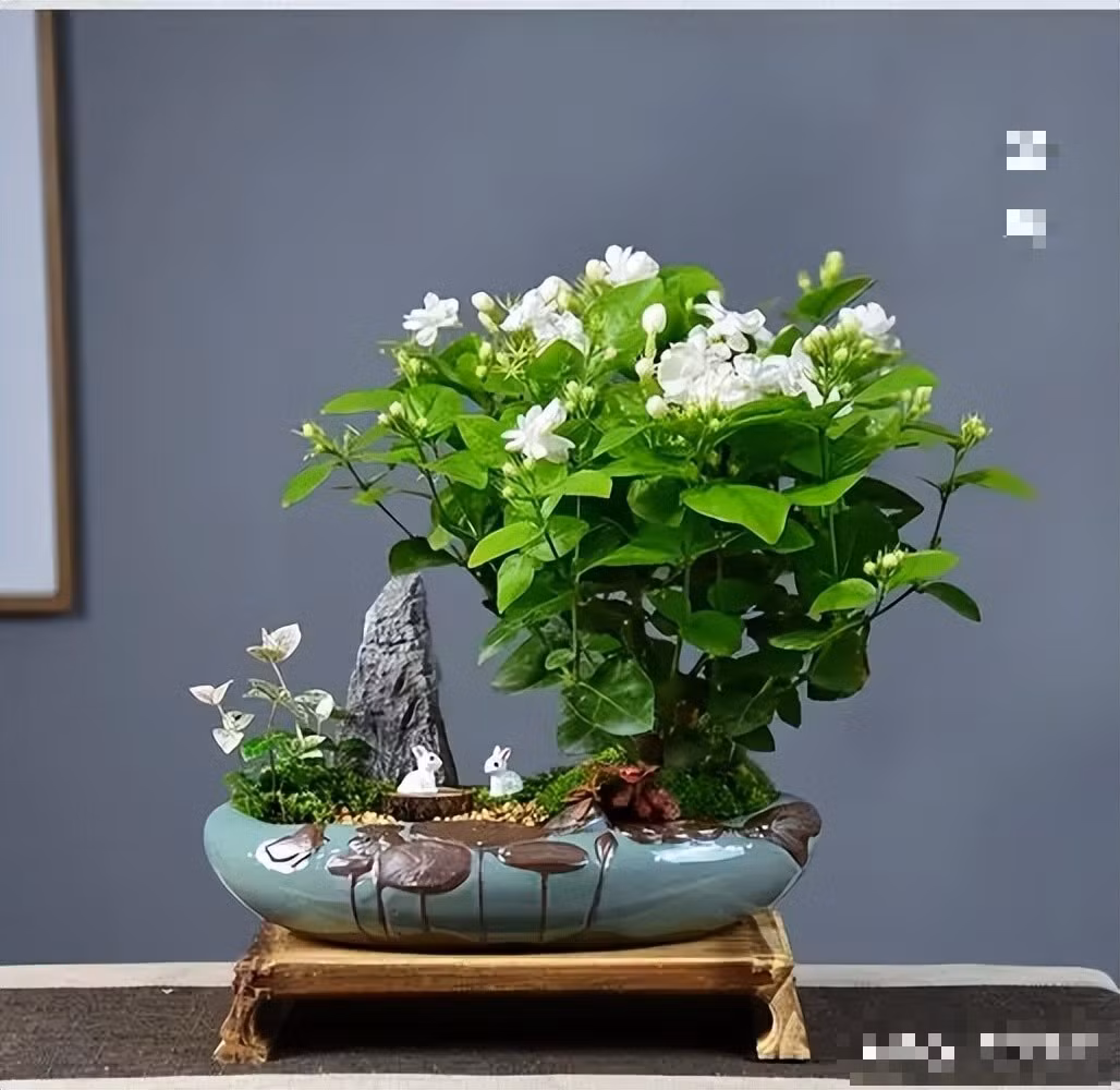 2. Cây hoa nhài, nguyệt quế: Khi bước vào một ngôi nhà tràn ngập hương thơm thoang thoảng của hoa, tâm trạng của bạn sẽ ngay lập tức trở nên vui vẻ. Hoa nhài và hoa nguyệt quế sẽ là lựa chọn đầu bảng cho bạn. Mặc dù hoa của chúng nhỏ, nhưng chúng có mùi thơm nồng và có thể ngay lập tức làm tăng sự ấm áp của ngôi nhà. 