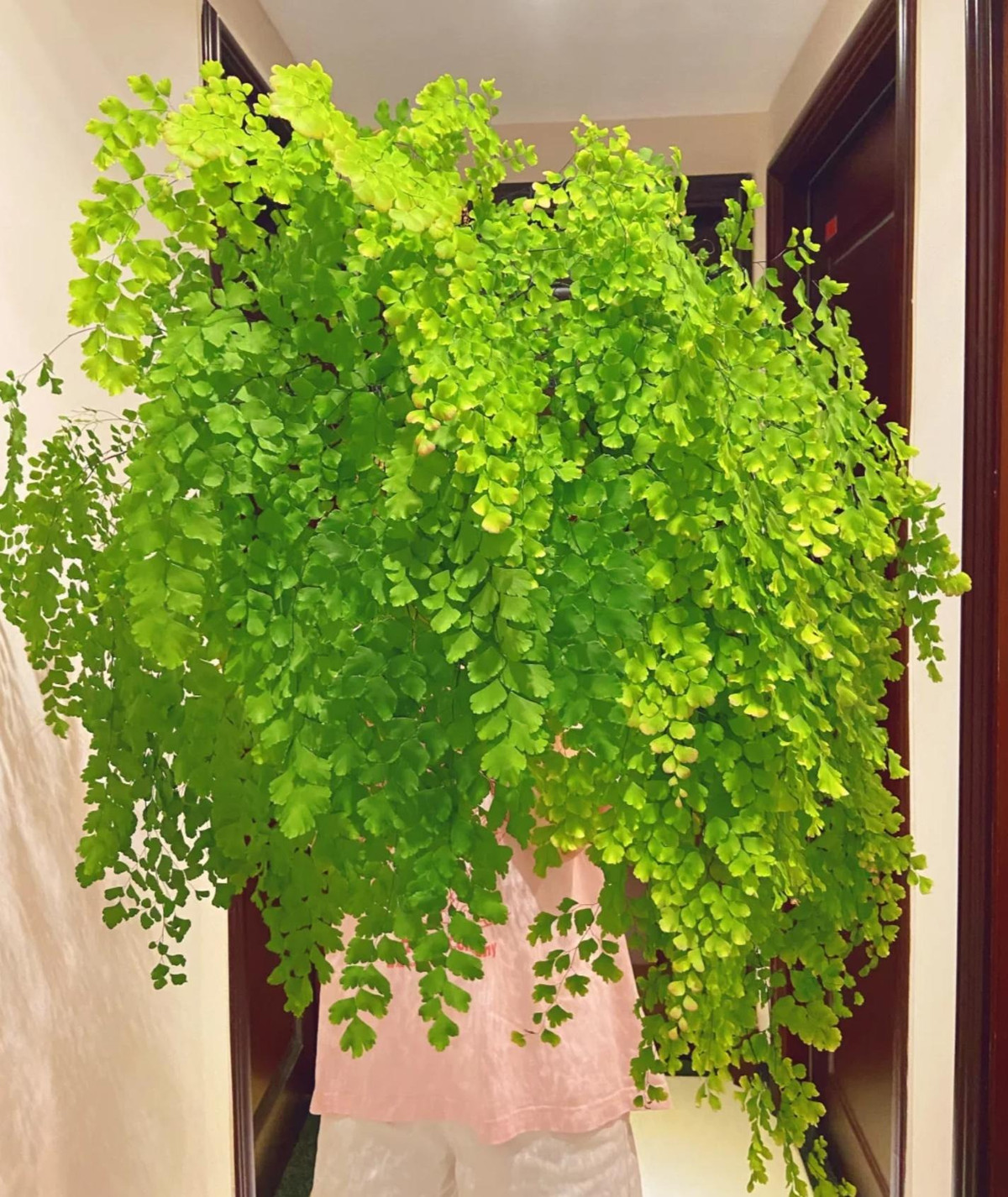 3. Cây thường xuân, dương xỉ: Đối với những người không có đủ ánh sáng hoặc quá bận rộn để chăm sóc cây xanh thì cây cảnh thường xuân và cây dương xỉ tóc tiên là những lựa chọn tuyệt vời. 