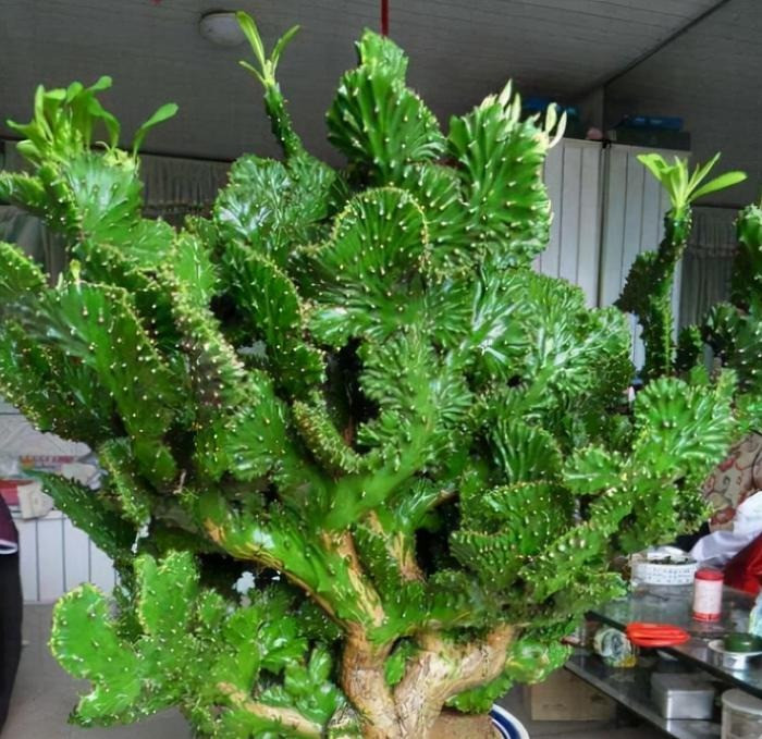  Người xưa cho rằng, trồng cây cảnh này ở ban công có tác dụng xua đuổi tà khí, bảo vệ ngôi nhà không bị các điều xấu xâm phạm. Đặt cây cảnh này ở ban công, tiền sảnh hay góc phòng khách tượng trưng cho “Kỳ Lân sinh con” và “quý nhân phù trợ”, đặc biệt phù hợp với những gia đình mong muốn có con.