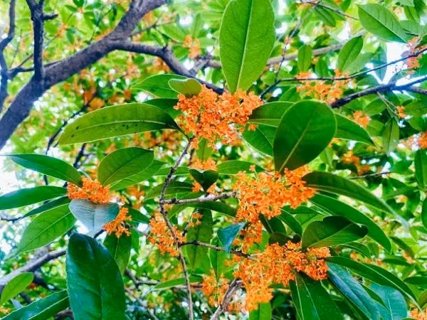  Vì thế, người xưa còn có câu: "Mộc hương trồng trước nhà, quý nhân vào trong cửa" xuất phát từ chính cái tên của nó. Mộc hương còn là cây phong thủy được ưa thích. Cây cảnh này tượng trưng cho may mắn, tài lộc, phù hợp trồng ở sân hoặc trong nhà. 