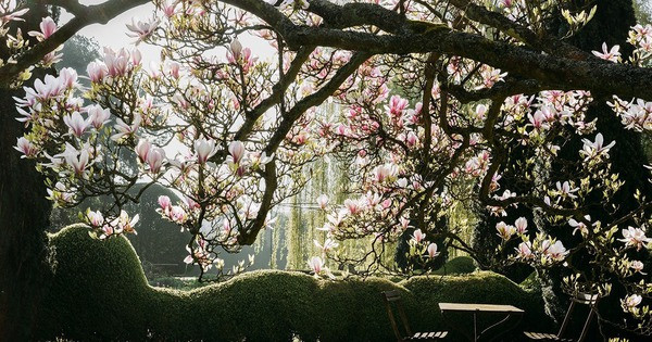 Loài hoa này không chỉ có khả năng chịu lạnh tuyệt vời và khả năng thích nghi sinh thái rộng rãi mà còn mang ý nghĩa văn hóa sâu sắc, tượng trưng cho viễn cảnh tươi đẹp về sự cát tường, sung túc và thịnh vượng, phản ánh sâu sắc khát vọng và theo đuổi cuộc sống chất lượng cao trong tương lai của con người.