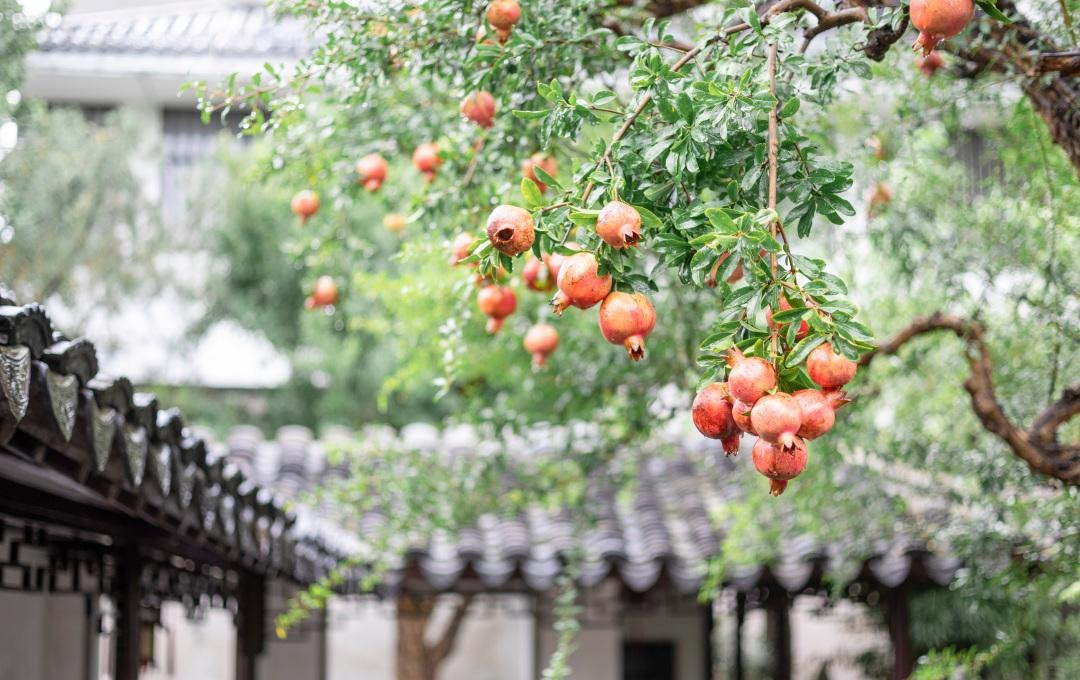  Người xưa cũng cho rằng cây lựu có tác dụng xua đuổi tà khí và âm khí ra khỏi nhà, khi chuyển hóa linh khí trong nhà, không khí sẽ trong lành hơn, người sống trong nhà cũng cảm thấy thoải mái.