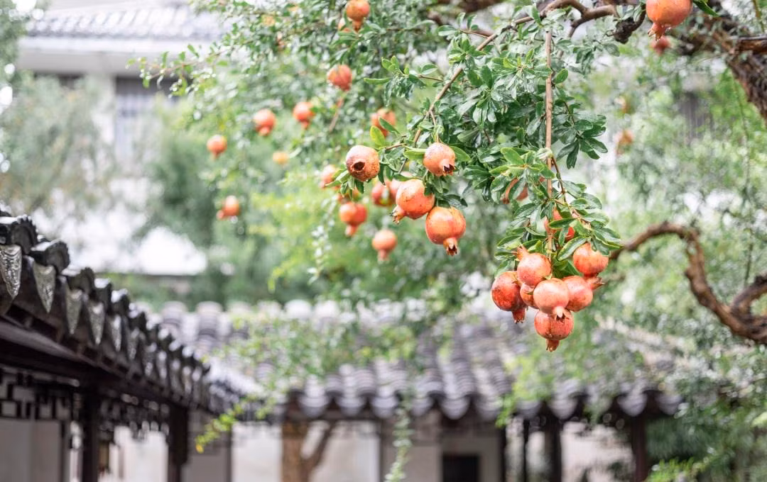  Người xưa cũng cho rằng cây lựu có tác dụng xua đuổi tà khí và âm khí ra khỏi nhà, khi chuyển hóa linh khí trong nhà, không khí sẽ trong lành hơn, người sống trong nhà cũng cảm thấy thoải mái.