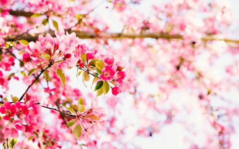 Cây cảnh phong thủy này còn tượng trưng cho vàng ngọc đầy nhà. Hoa tây phủ hải đường tượng trưng cho địa vị và sự giàu có, và việc bảo dưỡng chúng tại nhà mang ý nghĩa chào đón sự giàu có và may mắn.