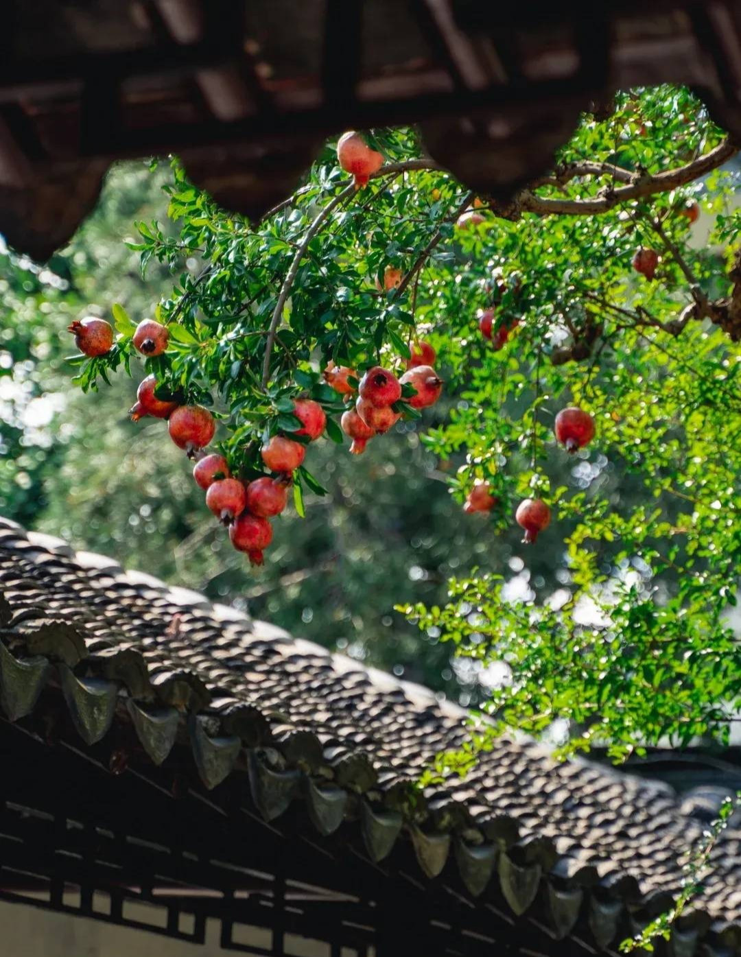  Người xưa trồng cây cảnh thạch lựu trong sân nhà là biểu hiện cát tường, có tác dụng vượng khí cho gia đình, cuộc sống cũng hưng thịnh, rực rỡ như hoa lựu, sung túc, ngọt ngào như quả lựu. 