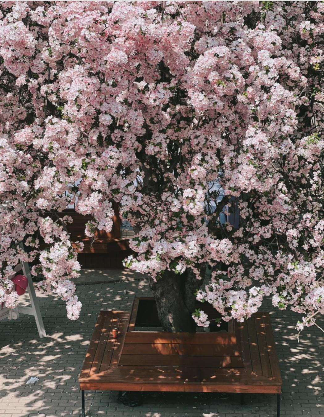  4. Người xưa nói: Trồng cây cảnh tây phủ hải đường trong sân, vàng ngọc đầy nhà. Tây phủ hải đường là một loại cây thuộc chi Apple thuộc họ Rosaceae. Nó là một loại cây rụng lá nhỏ hoặc cây bụi. Trong thời kỳ ra hoa, hoa có màu sắc rực rỡ và trang nhã, người xưa ví von “tiên giữa muôn hoa" hoặc "Quý phi của muôn hoa". 