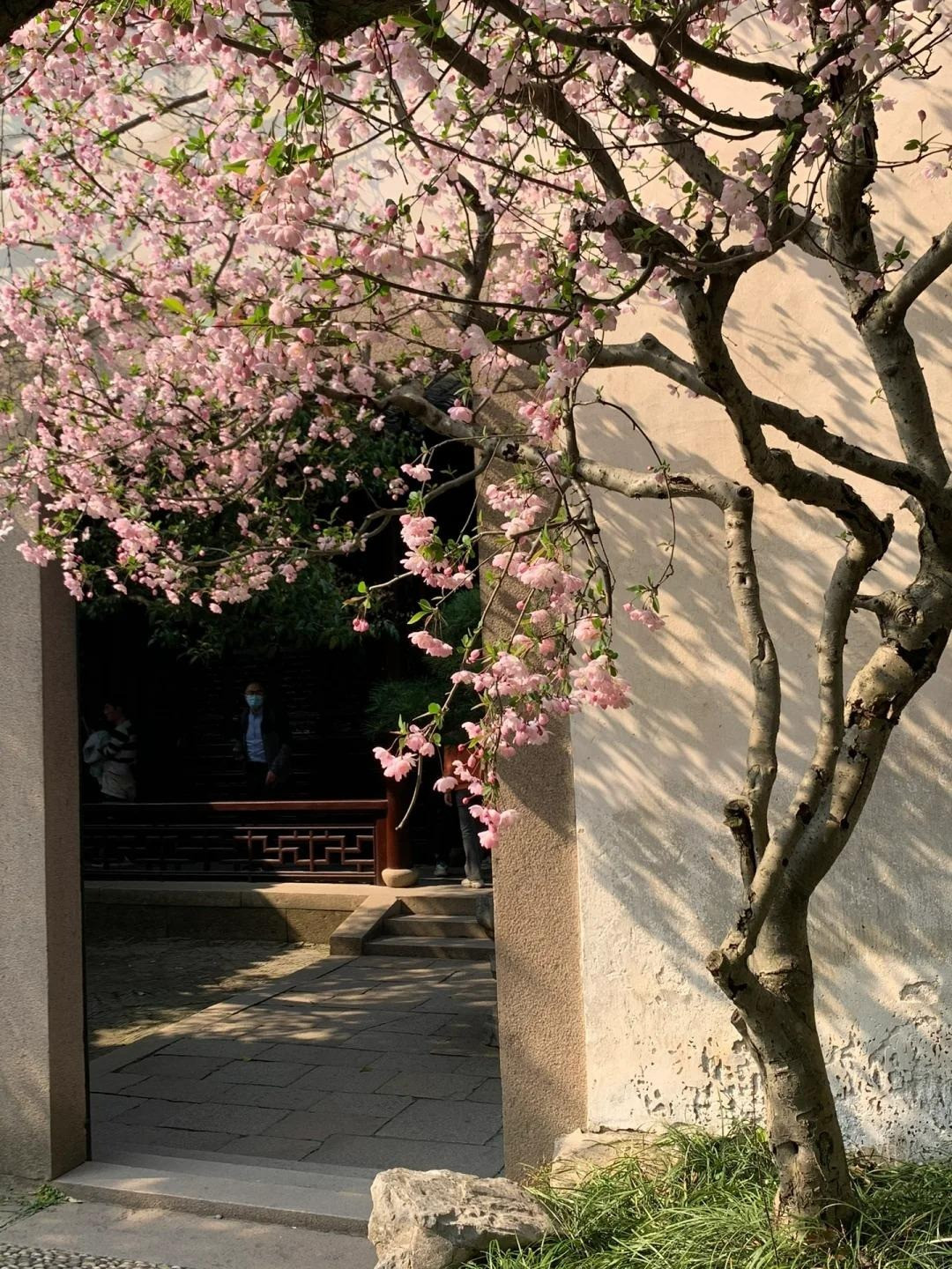 Theo người xưa, cây cảnh này ‌tượng trưng cho sự giàu có và may mắn. Tây phủ hải đường đã được con người yêu thích từ xa xưa, đặc biệt là trong sân của những người giàu có. Khi hoa tây phủ hải đường nở vào mùa xuân, chúng được coi là một cảnh đẹp khó quên. 