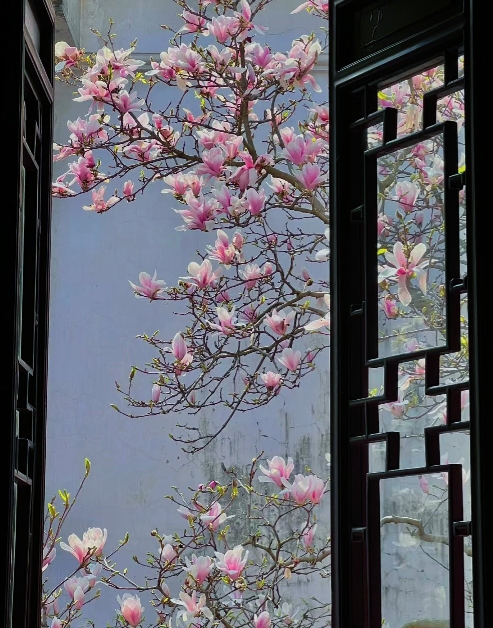  2. Người xưa nói: Trồng cây cảnh mộc lan trong sân, "ngọc" treo đầy cành. Cây cảnh mộc lan còn có tên khoa học là Magnolia. Ngoài ra nó còn được gọi với nhiều cái tên khác như: giáng hương, mộc niên... Đặc biệt cây mộc lan hoa trắng còn có tên gọi là "mộc lan bạch ngọc", với những cánh hoa dày dặn, trắng muốt như ngọc. 