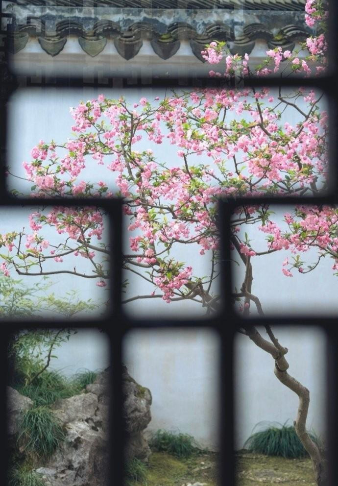  Người xưa nói: "Tây phủ hải đường trong nhà, gia đình thịnh vượng, vàng ngọc đầy nhà" hay “Tây phủ hải đường sống tại gia, phú quý tự nhiên đến”.