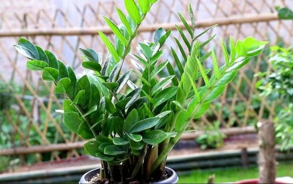 Cây cảnh có cả "vàng và tiền" trong tên luôn là biểu tượng của sự giàu có và may mắn. Nó có thể được sử dụng như một chậu hoa trang trí trong văn phòng hoặc tại nhà. Cây cảnh này cũng có thể tăng thêm vận may phong thủy cho căn phòng.