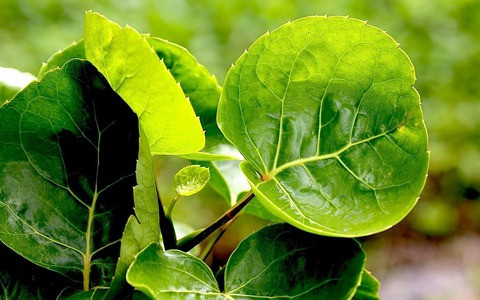  Nhiều gia đình lựa chọn cây đinh lăng bày trí hay làm cảnh trong nhà bởi vì bên trong cây đinh lăng mang một năng lượng xanh rất dồi dào, đem lại không khí trong lành, dễ chịu cho mọi người.