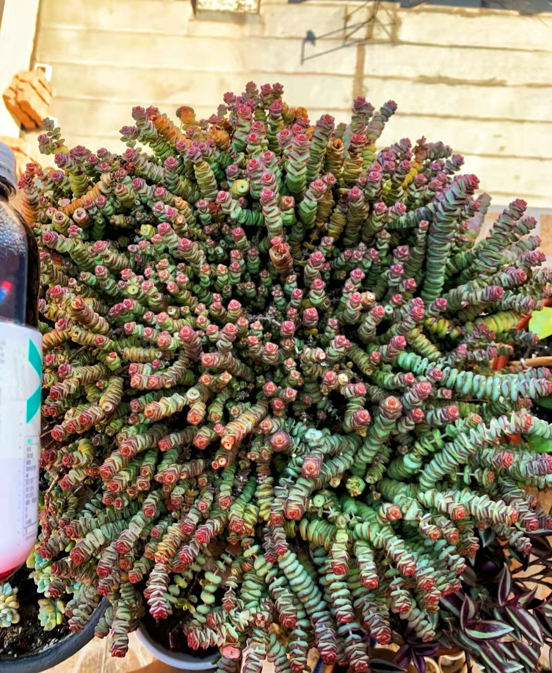  Cây cảnh này thích hợp hơn để phát triển trong môi trường nhiều nắng, ưa khô và không chịu được độ ẩm. Chú ý thông gió vào mùa xuân và mùa hè để ngăn ngừa sự xuất hiện của bệnh tật và sâu bệnh.