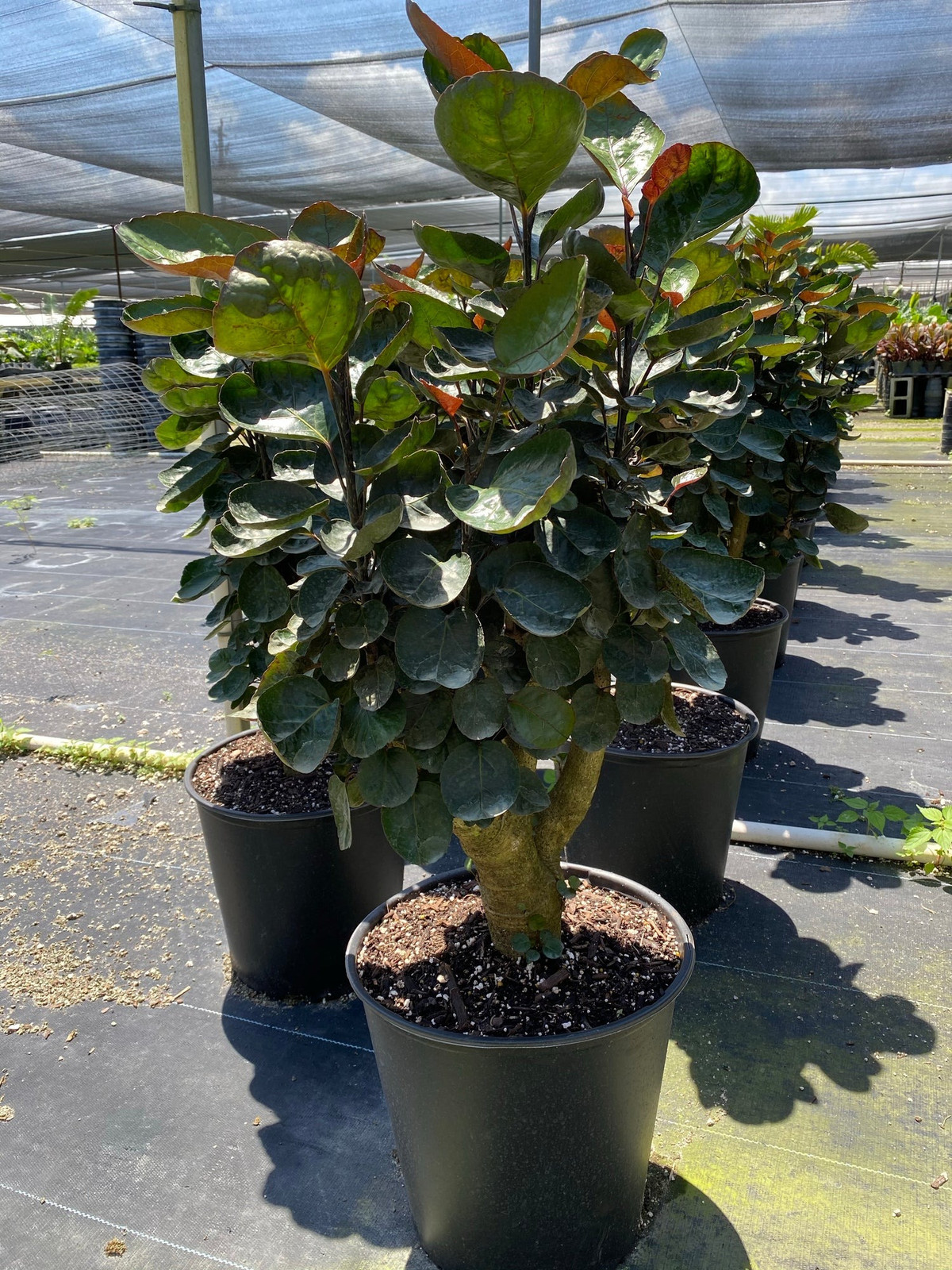 Trồng đinh lăng lá đĩa cần kiểm soát tốt cường độ ánh sáng, không quá mạnh hoặc quá yếu, đồng thời chú ý quản lý thông gió. Giữ đất khô và ẩm, cắt bỏ lá bệnh và lá già kịp thời. Điều này có thể làm tăng giá trị trang trí và giảm mức tiêu thụ dinh dưỡng của cây cảnh.