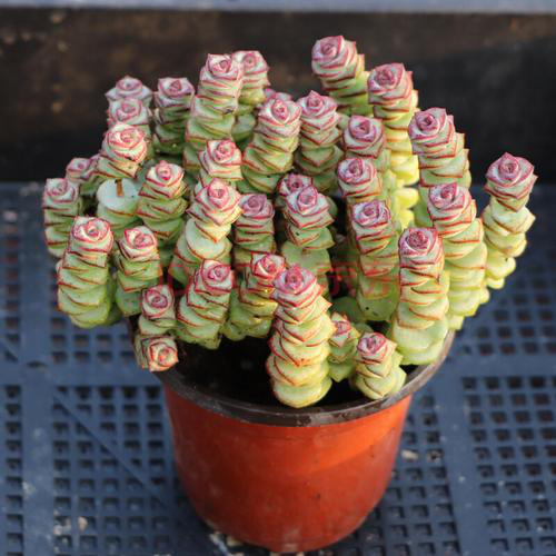  Người ta thường đặt nó trên bàn làm việc cạnh máy tính để tăng thêm sự giàu có. Tất nhiên, khi bạn sắp xếp và trang trí không gian, bạn nên chú ý đến môi trường xung quanh. 